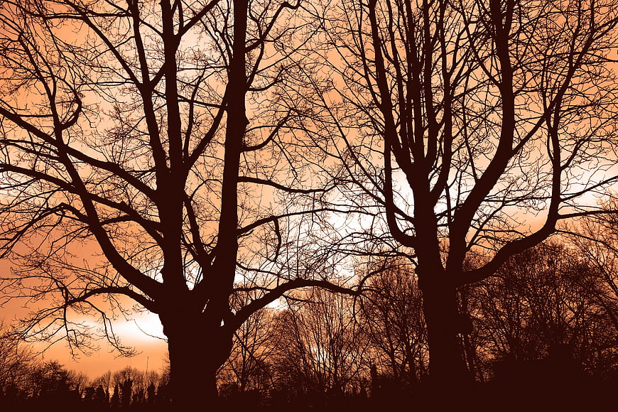 Silhouetted Bare Winter Trees Against Dramatic Orange Sunset Sky