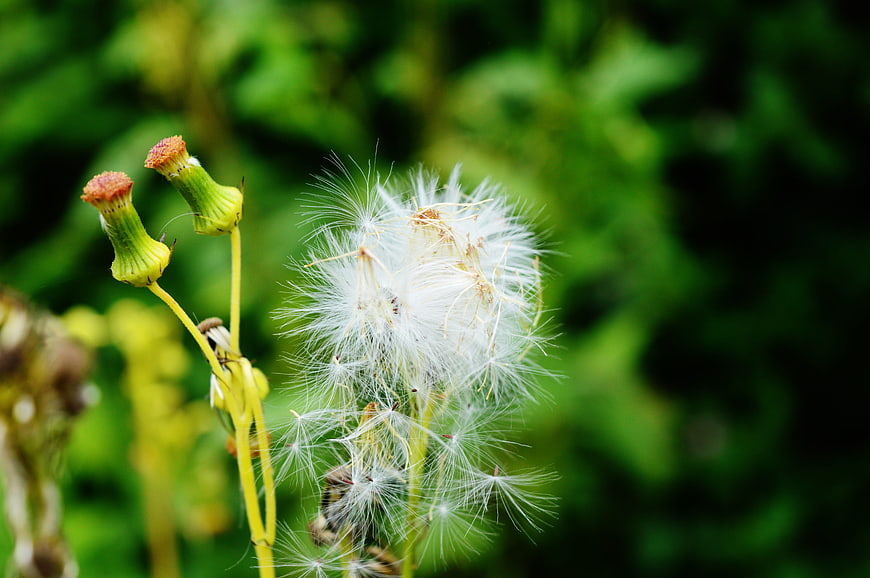 Close-up of Dandelion Seed Head with Green Background
