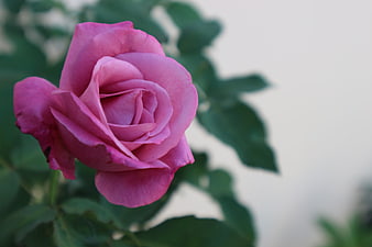Close-up of a vibrant pink rose with blurred green leaves