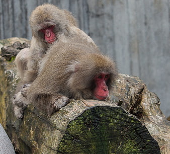 Two Japanese Macaques Resting on a Mossy Log