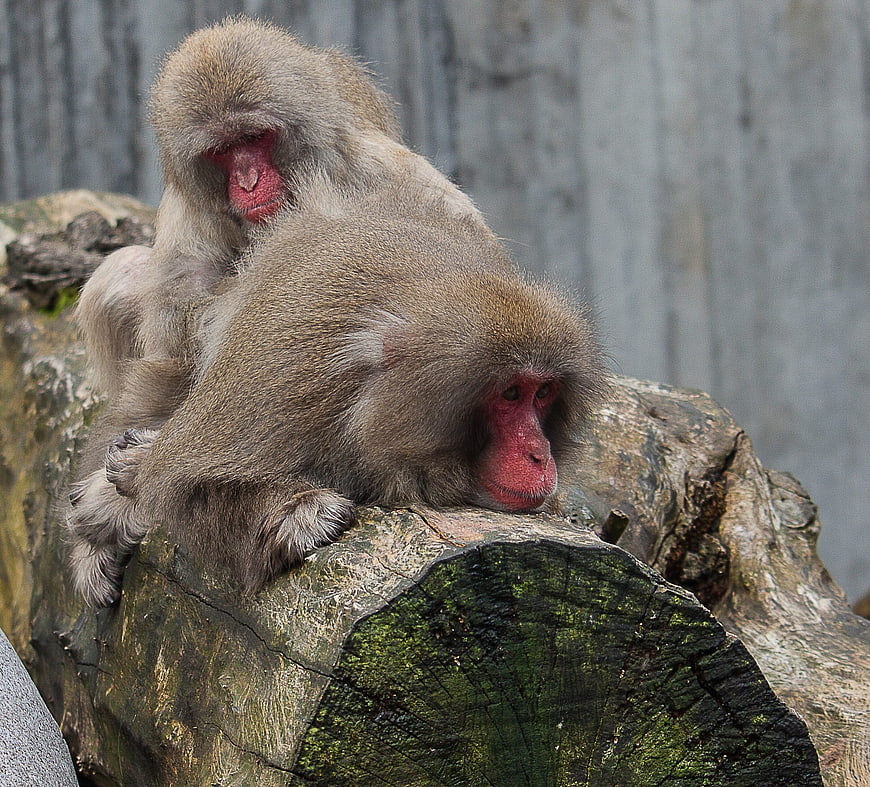 Two Japanese Macaques Resting on a Mossy Log