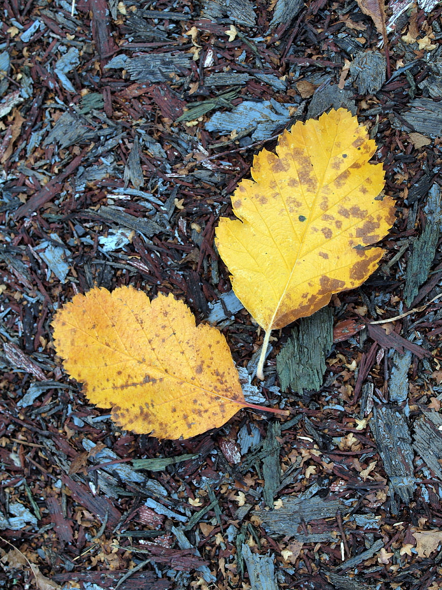 Yellow autumn leaves on wood chips