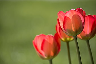 Red Tulips in Bloom with Green Background