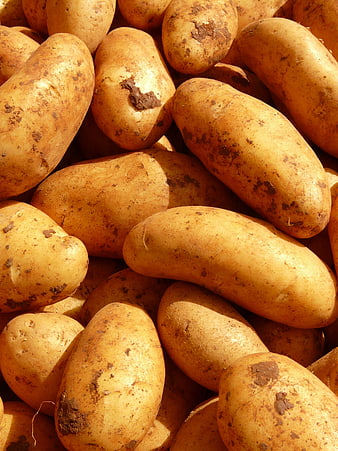 Close-up of fresh raw potatoes with soil