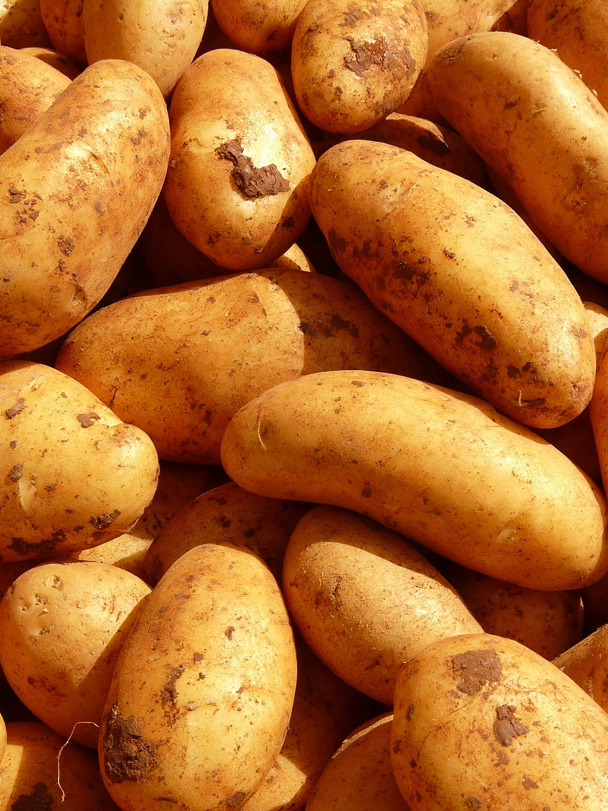 Close-up of fresh raw potatoes with soil