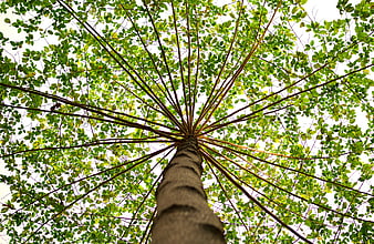 Low angle view of tall tree trunk and green canopy