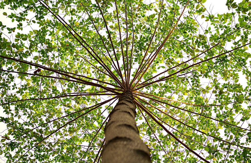 Low angle view of tall tree trunk and green canopy