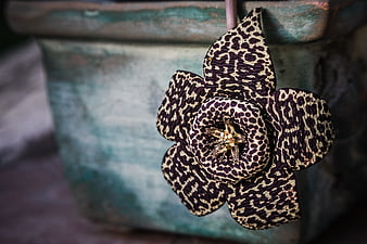 Close-up of Starfish Cactus Flower with Leopard Pattern