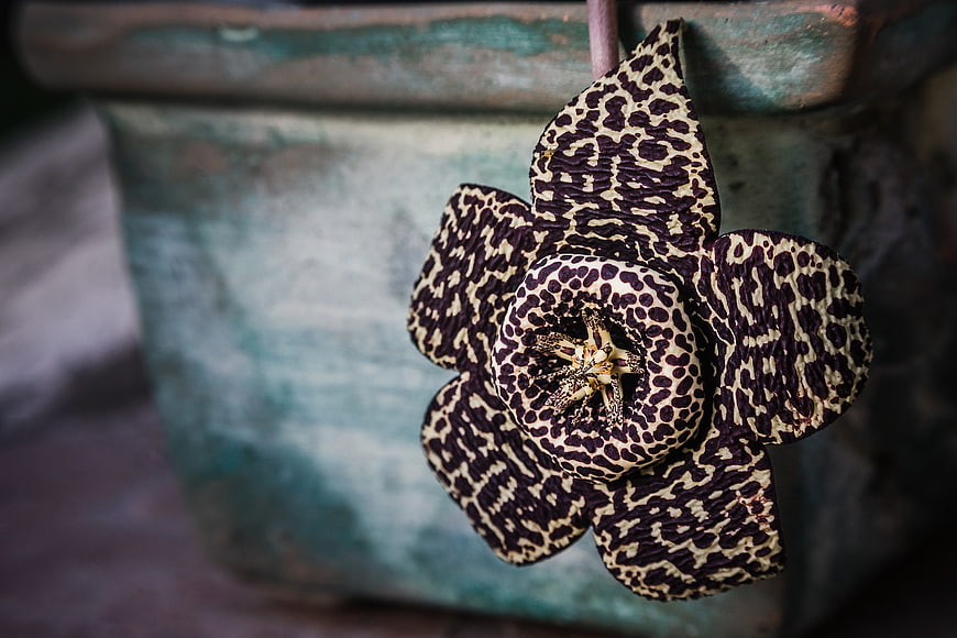 Close-up of Starfish Cactus Flower with Leopard Pattern