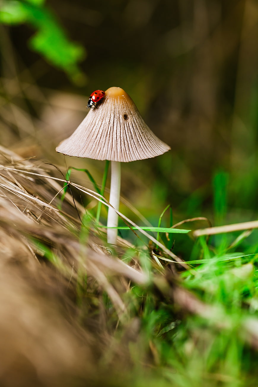 Ladybug on a Mushroom in a Forest