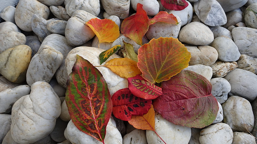 Colorful autumn leaves on white river stones