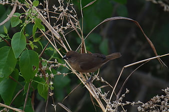 Scaly-breasted Munia Perched on Dry Grass