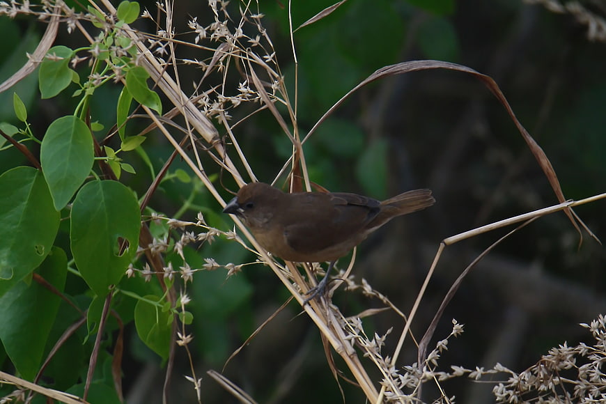 Scaly-breasted Munia Perched on Dry Grass