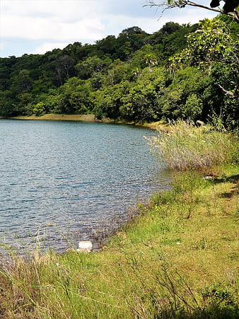 Serene Lake Shoreline with Lush Green Forest Background