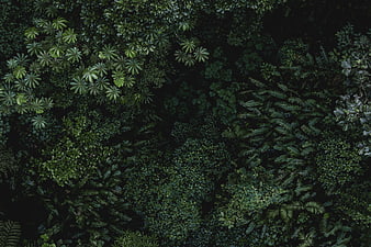 Aerial View of Dense Tropical Forest Canopy