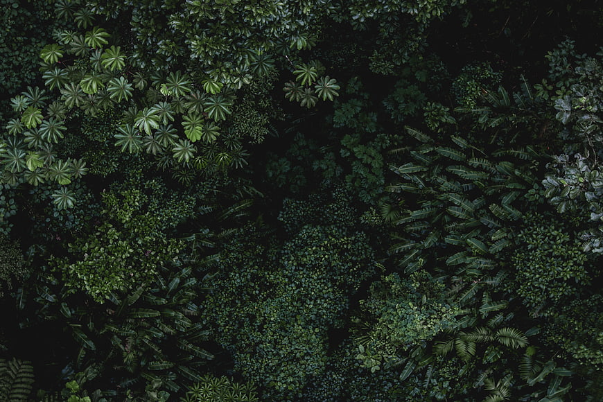 Aerial View of Dense Tropical Forest Canopy