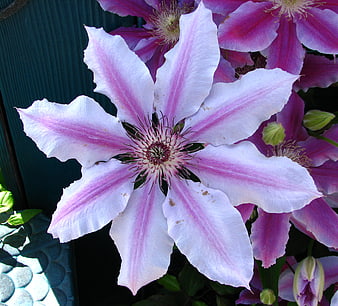 Close-up of white and purple striped clematis flower