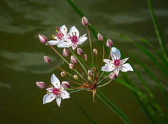 White Water Lily Blooms With Pink Buds Over Green River Water