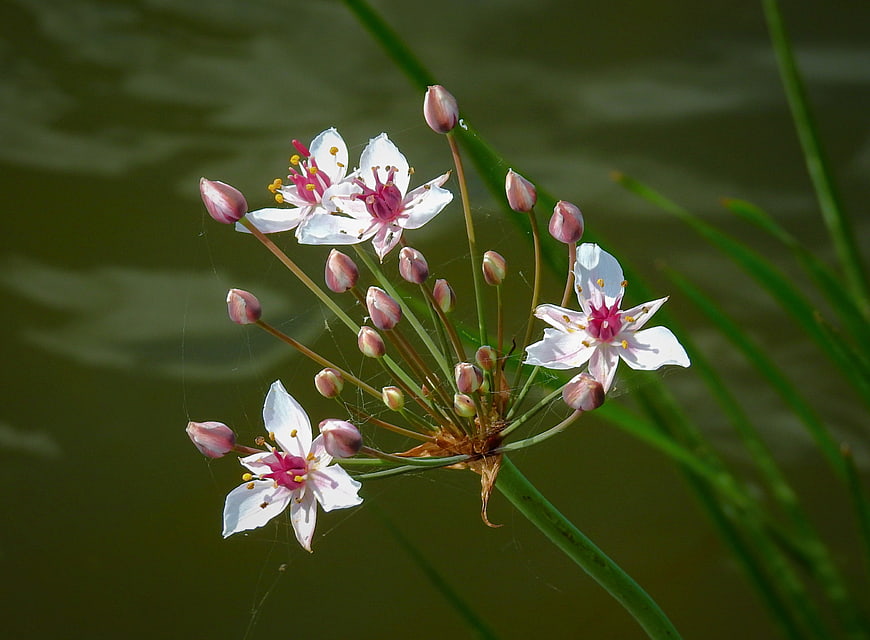 White Water Lily Blooms With Pink Buds Over Green River Water