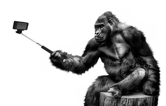 Gorilla Taking Selfie with Smartphone on White Background