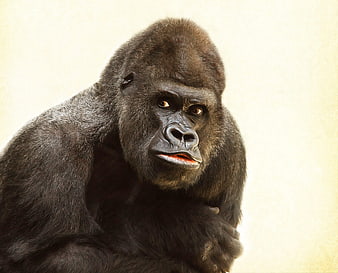 Portrait of a Silverback Gorilla with Intense Gaze