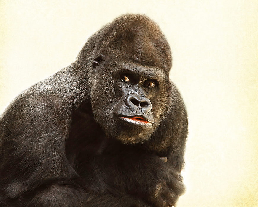 Portrait of a Silverback Gorilla with Intense Gaze