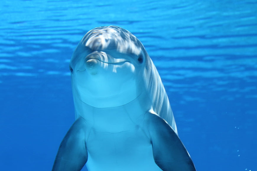 Close-up of a smiling dolphin underwater in blue ocean