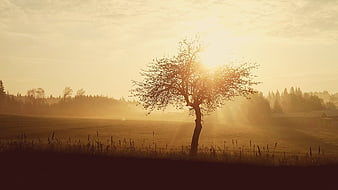 Lone Tree Silhouette in Misty Meadow at Sunrise