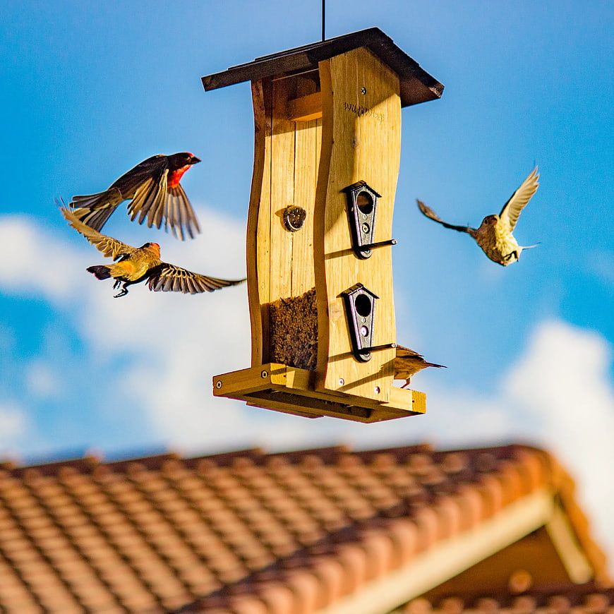 Finches Flying Around Wooden Bird Feeder Against Blue Sky