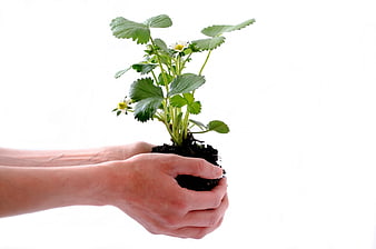 Hands holding strawberry plant seedling with soil on white background