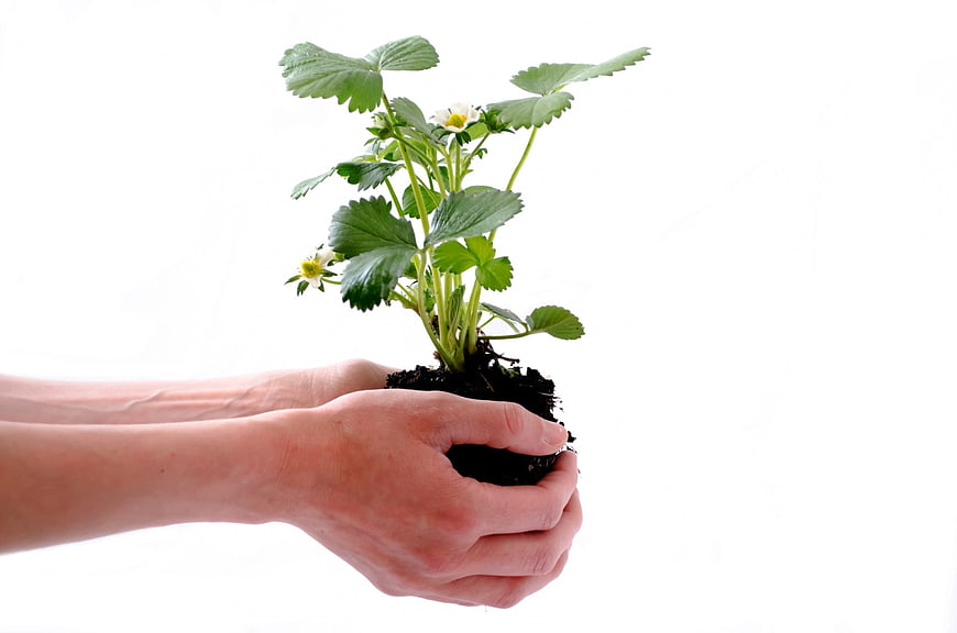 Hands holding strawberry plant seedling with soil on white background