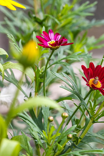Close-up of vibrant red and yellow chrysanthemums with a bee