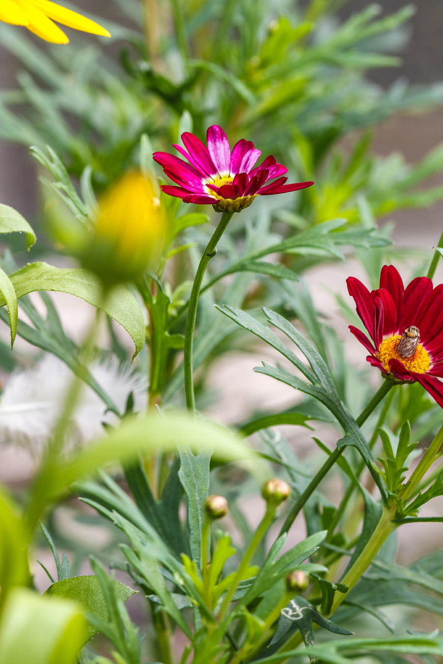 Close-up of vibrant red and yellow chrysanthemums with a bee