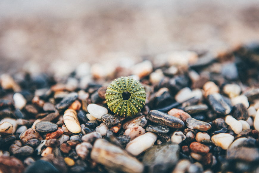 Green sea urchin shell on pebbled beach