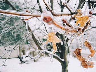Frozen Oak Leaves Encased in Ice on Winter Tree Branch