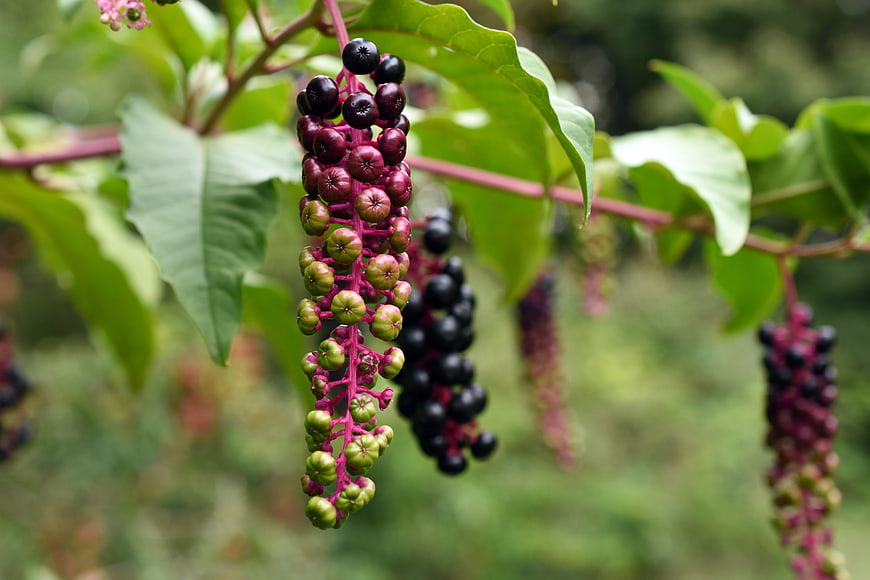 Close-up of Pokeweed Berries in Various Stages of Ripening