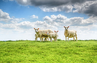 Sheep and lambs grazing on green hill under cloudy sky