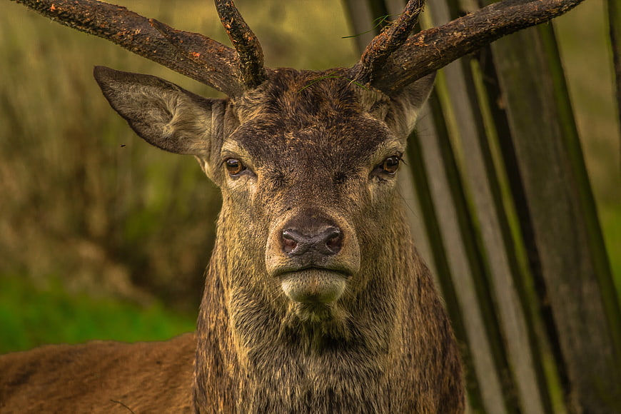 Close-up portrait of a majestic stag with antlers in nature