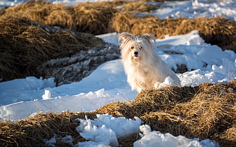 Fluffy white dog sitting in snowy field with hay bales