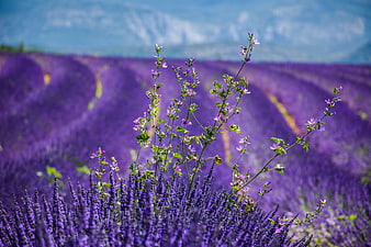 Lavender Field in Provence with Distant Mountains and Blue Sky