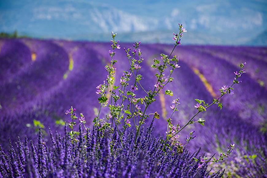 Lavender Field in Provence with Distant Mountains and Blue Sky