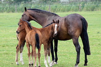 Mare and foals standing together in a green pasture