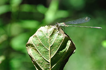 Damselfly resting on a green leaf in nature