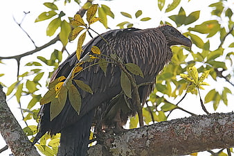 Himalayan Griffon Vulture Perched on Tree Branch