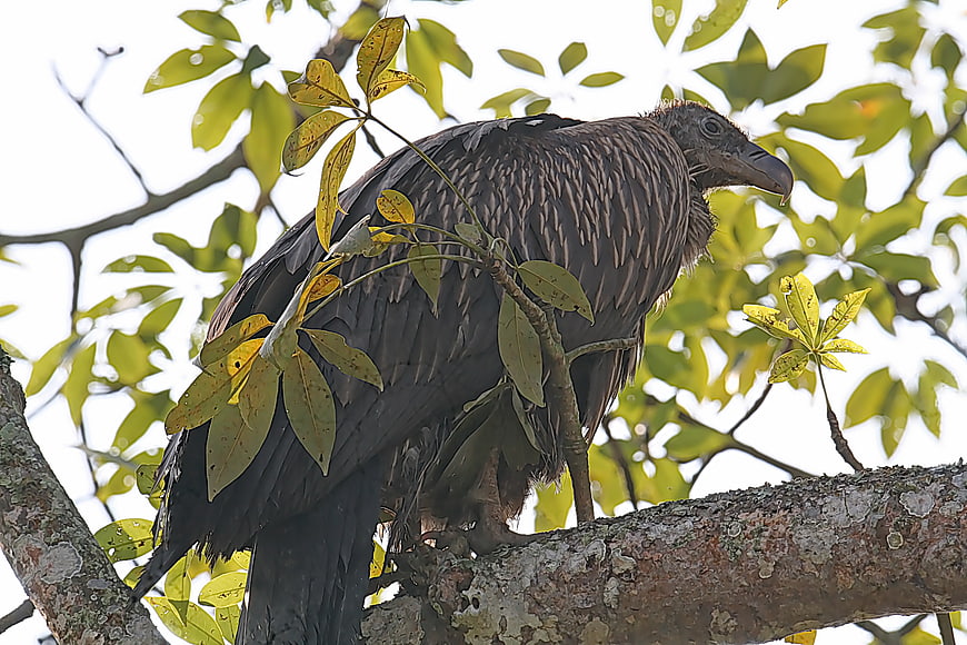 Himalayan Griffon Vulture Perched on Tree Branch