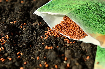 Garden seeds spilling from packet onto dark soil