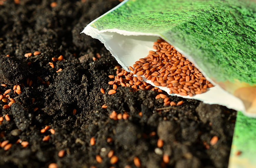 Garden seeds spilling from packet onto dark soil
