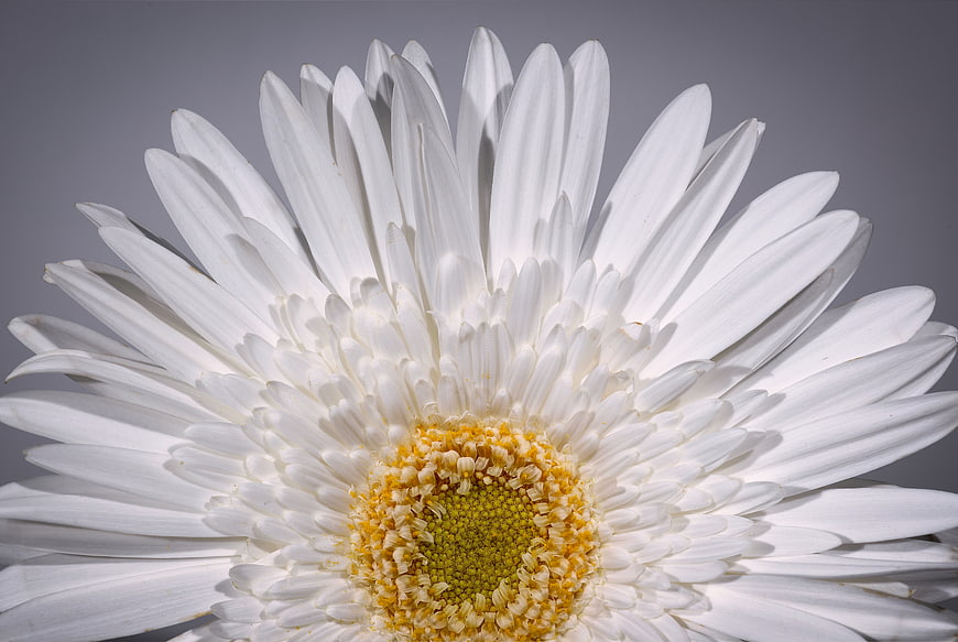 Close-up of a white gerbera daisy with yellow center