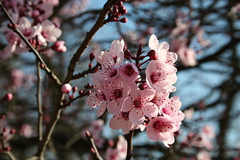 Pink Cherry Blossoms on Branch Against Blue Sky