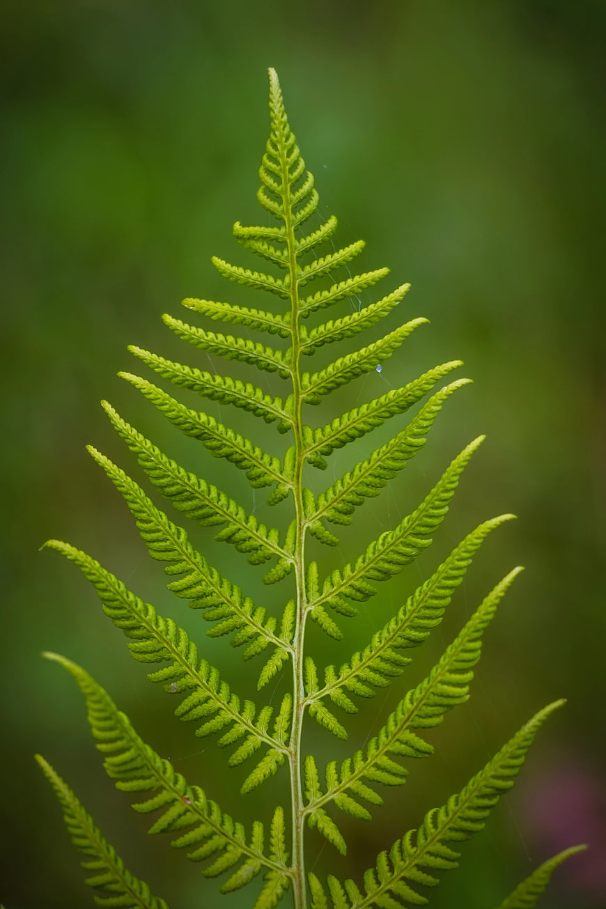 Close-up of vibrant green fern frond against blurred background